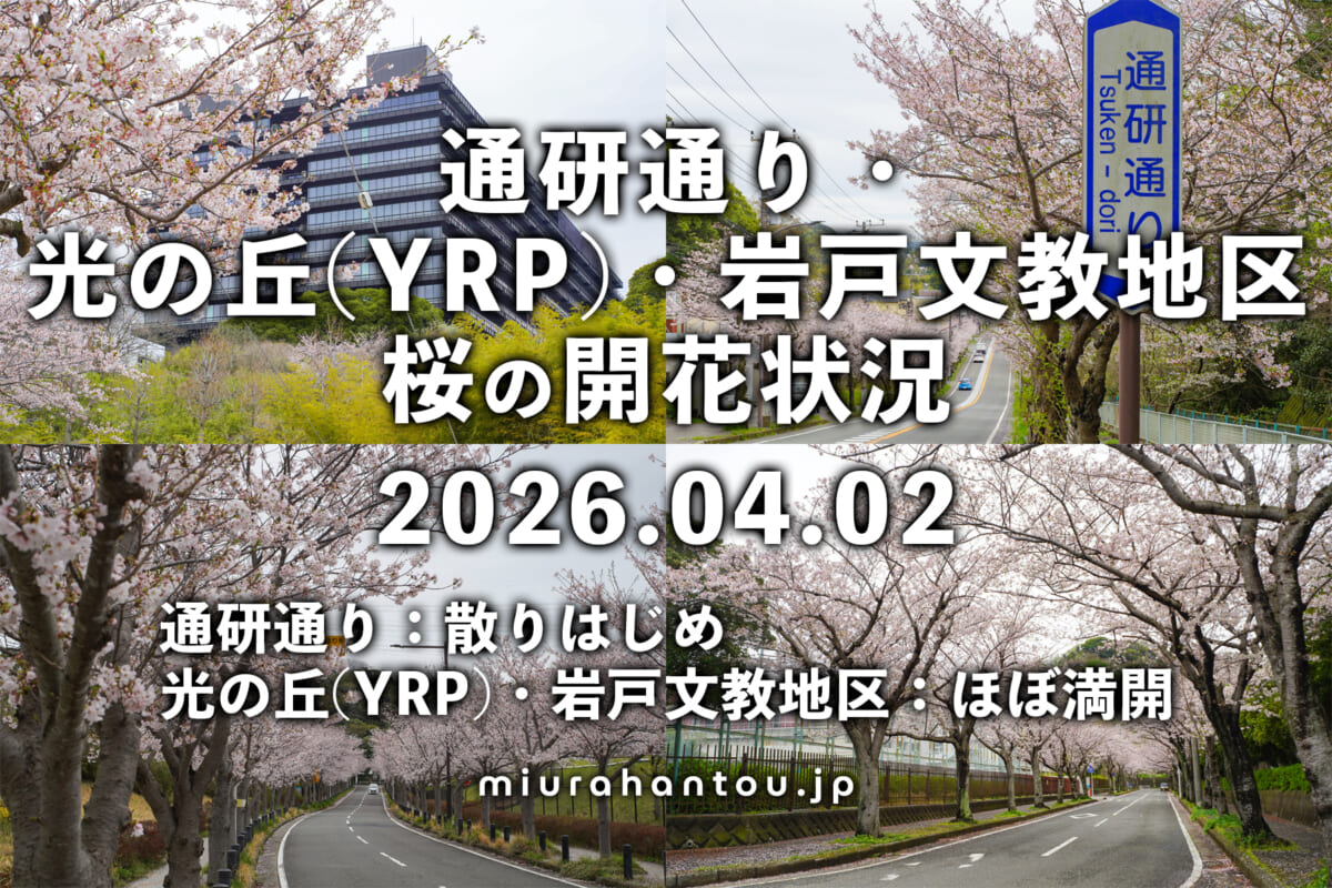 通研通り-光の丘-岩戸・開花状況（撮影日：2026.04.02）