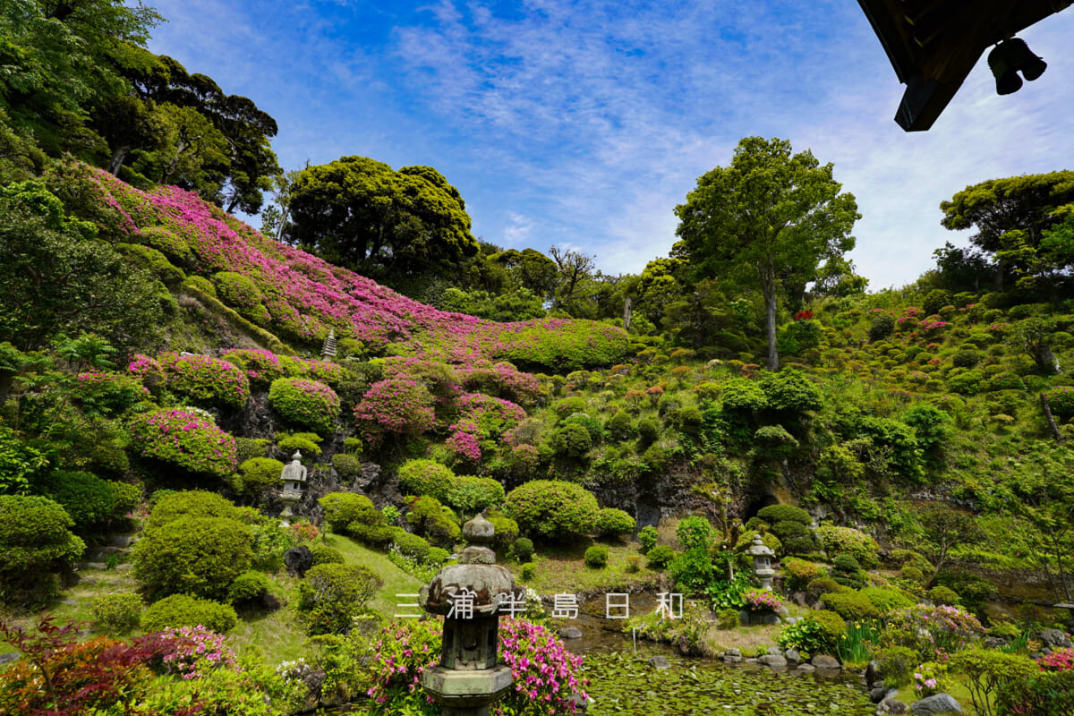仏行寺・本堂裏のツツジ庭園(撮影日:2026.04.28)