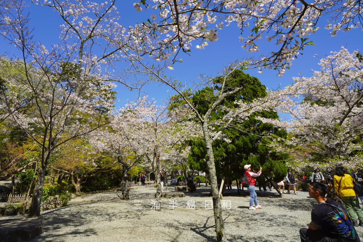 鎌倉大仏殿高徳院・拝観受付近くの桜(撮影日:2026.04.03)