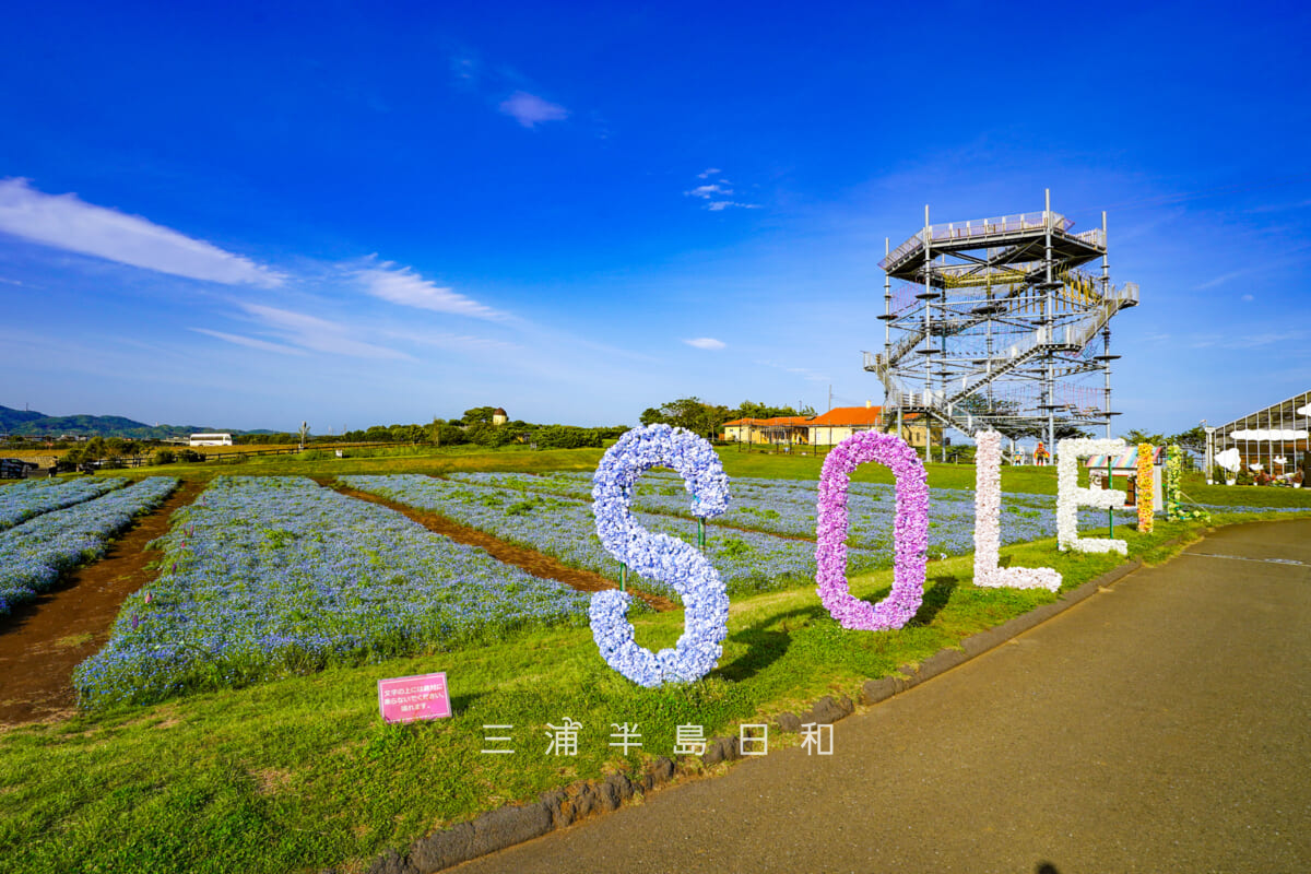 長井海の手公園 ソレイユの丘・ネモフィラと「SOLEIL」花文字フラワーアート（撮影日：2026.04.28）