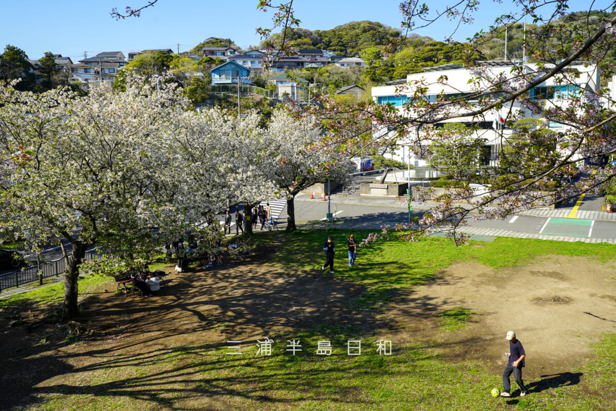 花の木公園・町役場前の広場のオオシマザクラ（撮影日：2026.04.08）