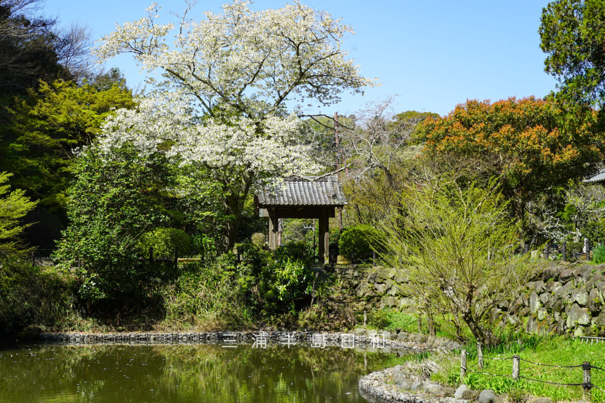 建長寺-回春院・オオシマザクラと山門(撮影日:2026.04.03)