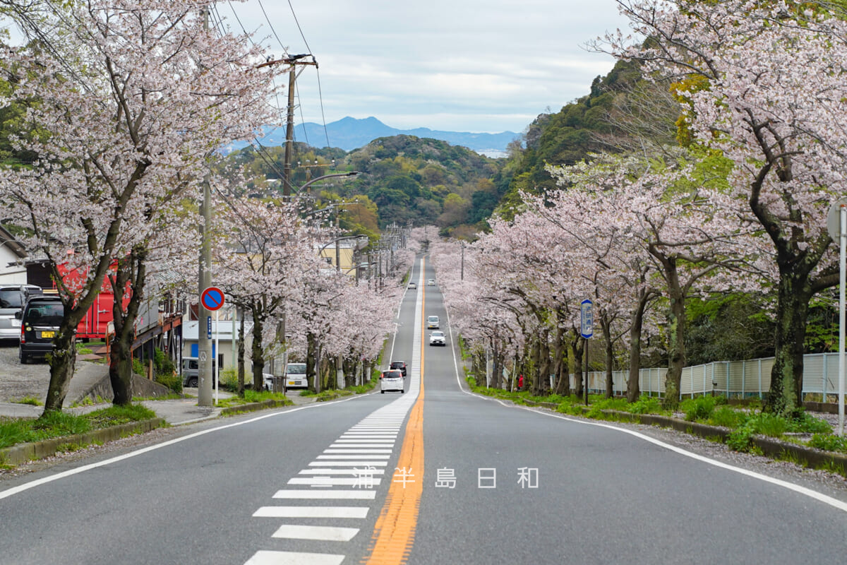 通研通り桜並木・通研側のカーブより長沢方面を見下ろす（撮影日：2026.04.02）