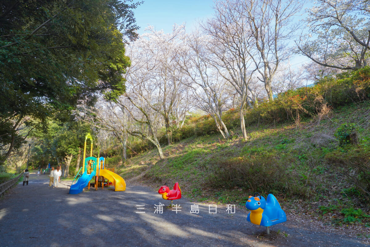 桜山中央公園・遊具と桜並木沿いの桜（撮影日：2026.04.03）