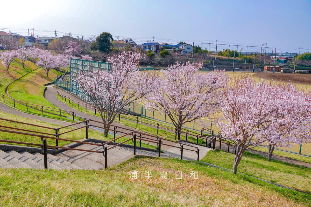潮風スポーツ公園(三浦スポーツ公園)・野球場外野席の桜(撮影日:2026.03.29)