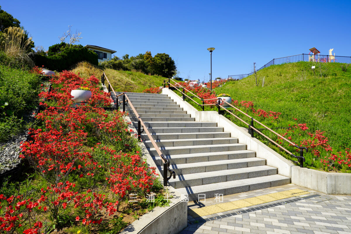 平和中央公園・中央階段（花の階段）のツツジ（撮影日：2026.04.08）