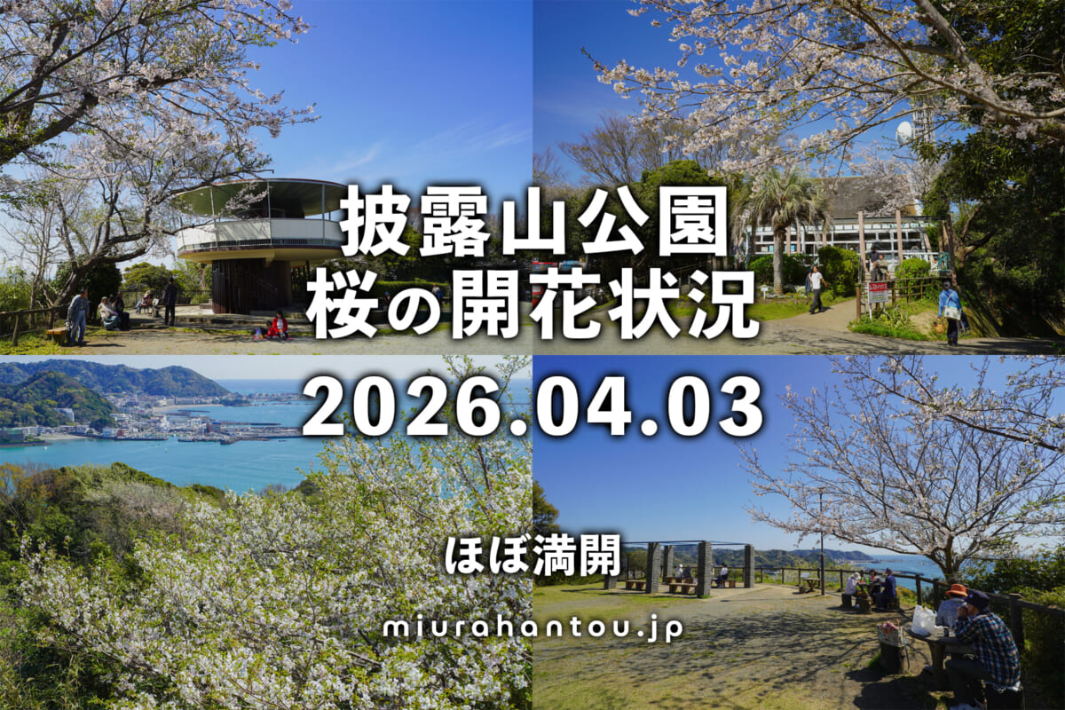 披露山公園の桜・開花状況（撮影日：2026.04.03）