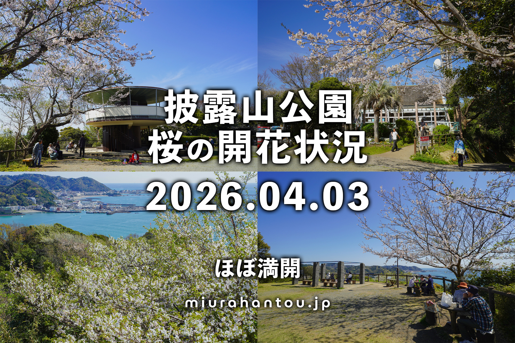 披露山公園の桜・開花状況（撮影日：2026.04.03）