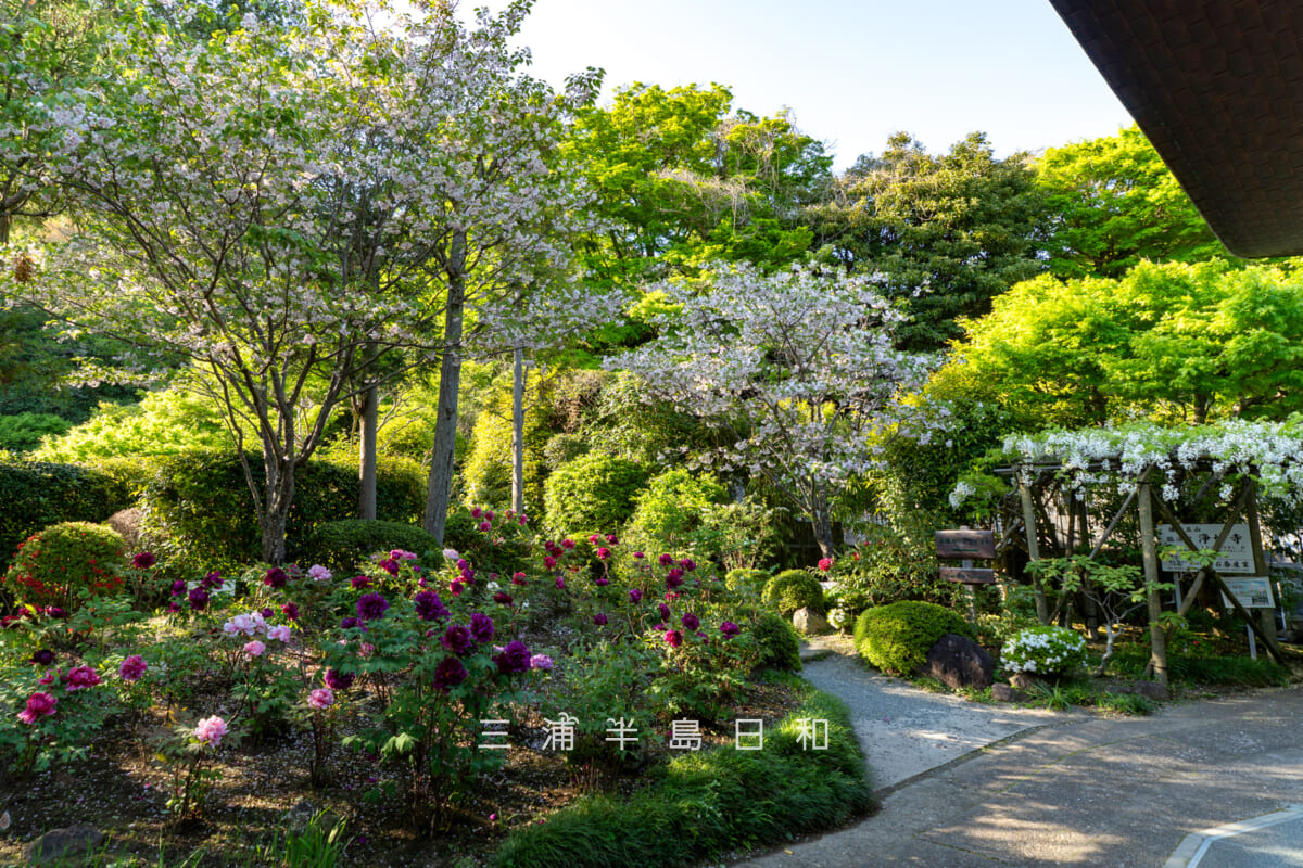 浄妙寺・本堂横の牡丹、鎌足桜、白藤（撮影日：2026.04.16）