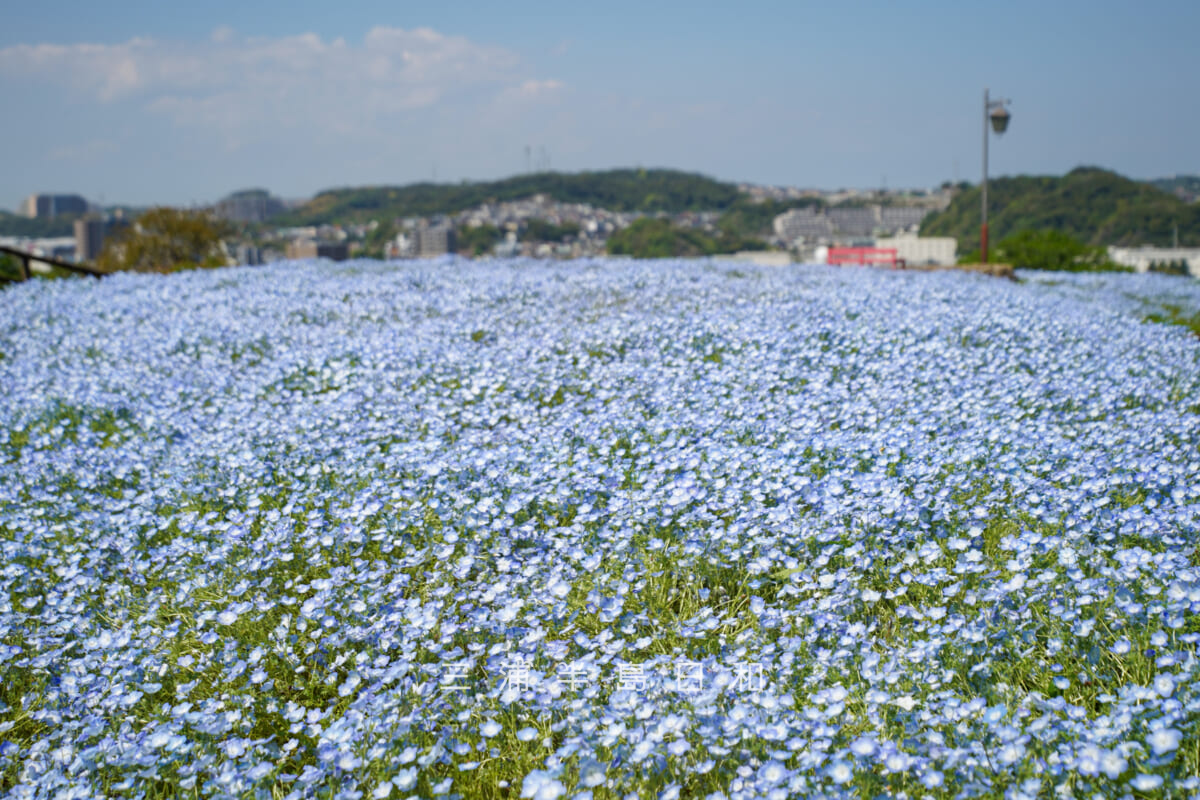 くりはま花の国-ハーブ園・天空の花畑のネモフィラ（撮影日：2026.04.16）