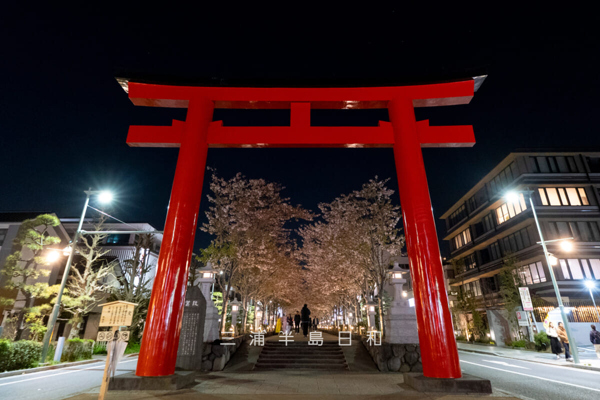 鶴岡八幡宮-若宮大路・夜の二の鳥居と散りはじめの段葛桜並木（撮影日：2026.04.08）