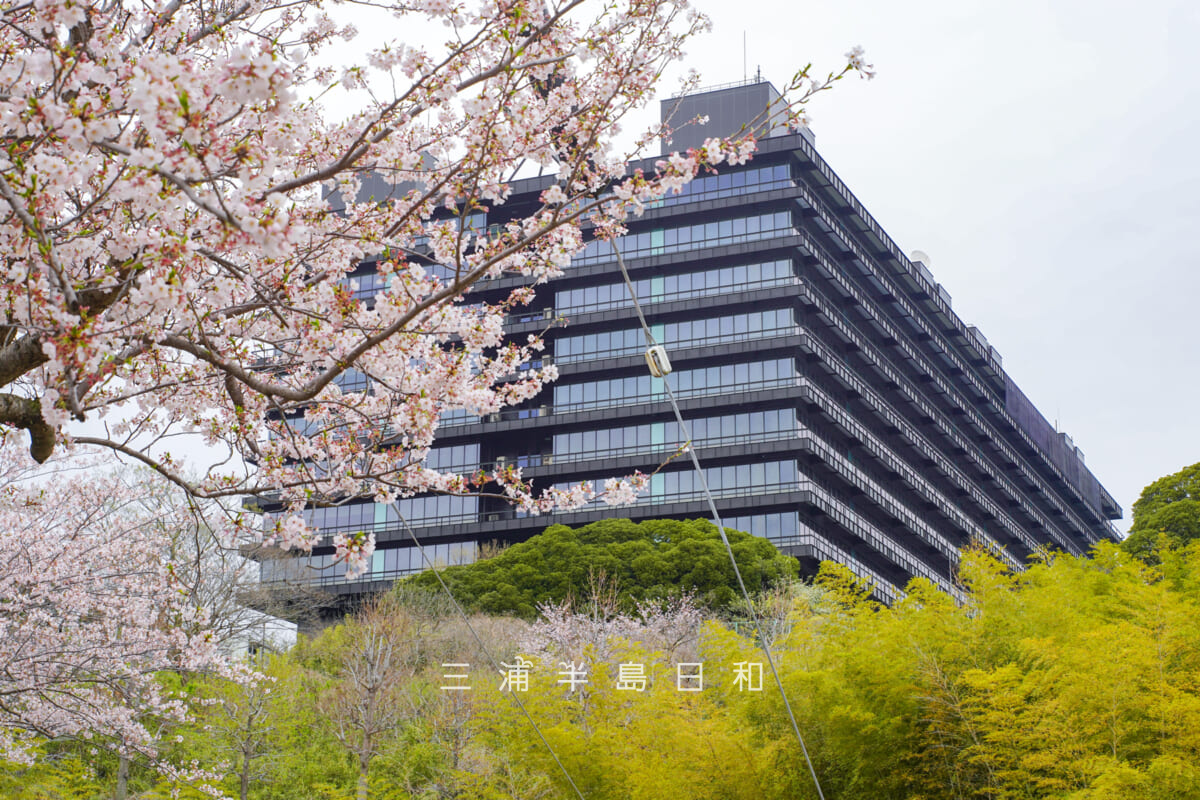 通研通りの桜とNTT横須賀研究開発センタ（撮影日：2026.04.02）