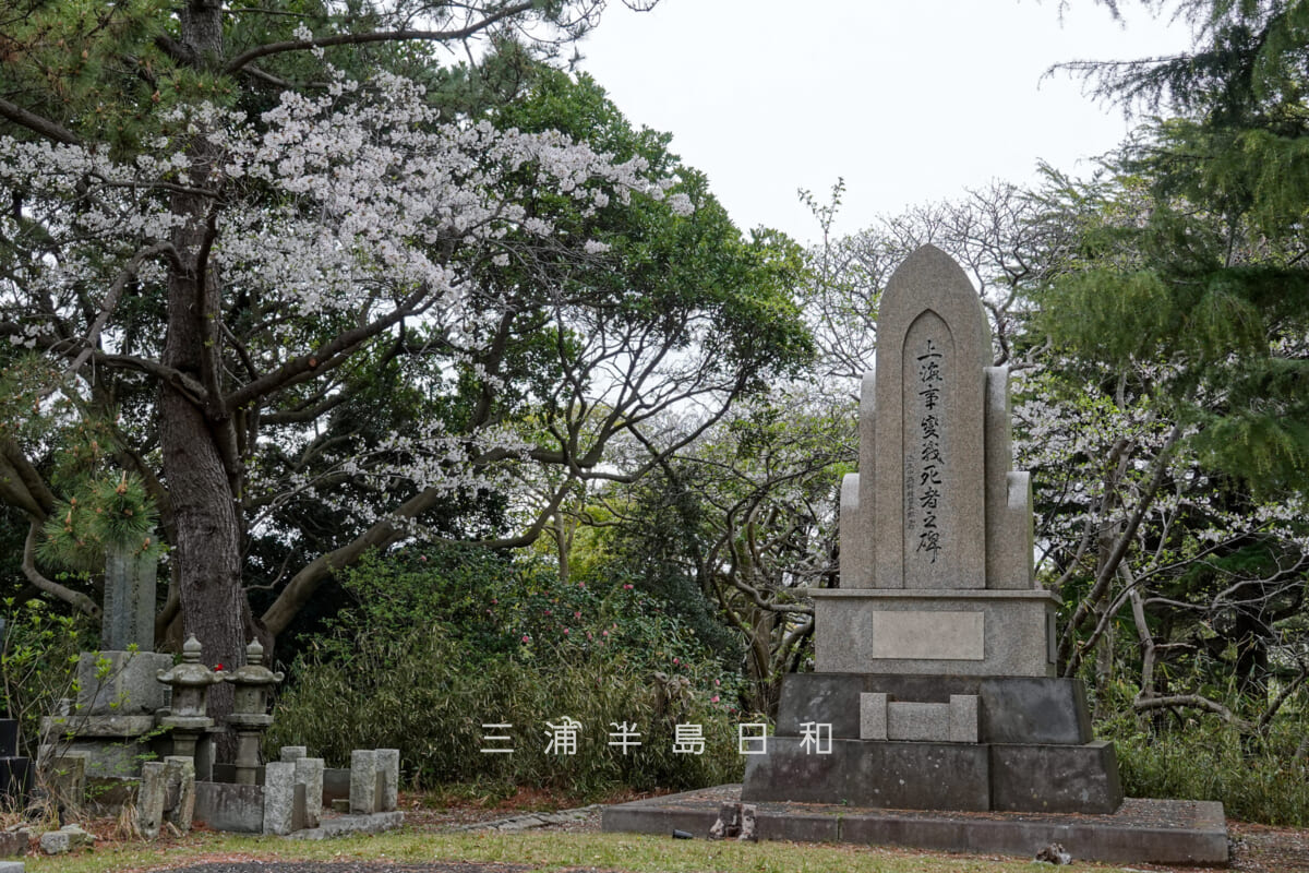 馬門山海軍墓地(横須賀海軍墓地)・上海事変戦死者之碑周辺のソメイヨシノ(撮影日:2026.04.05)