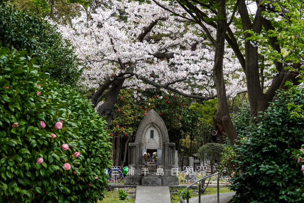 馬門山海軍墓地(横須賀海軍墓地)・園路より拝霊堂とソメイヨシノを望む(撮影日:2026.04.05)