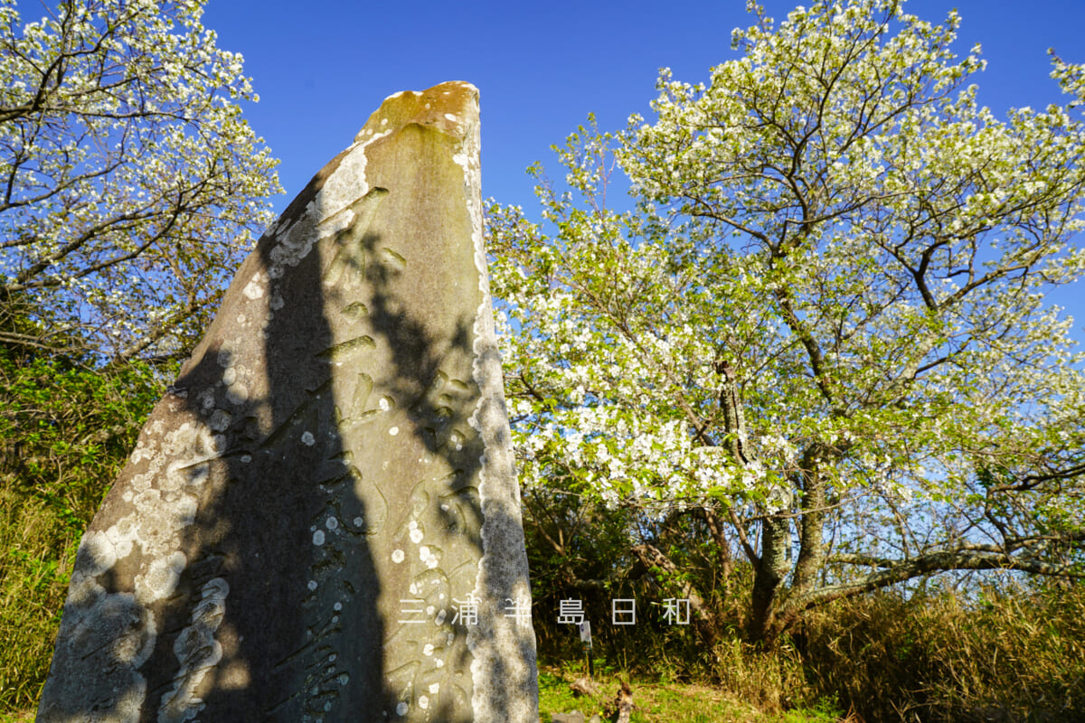 仙元山・「食行身禄・不二仙元大菩薩」の石碑とオオシマザクラ(撮影日:2026.04.08)