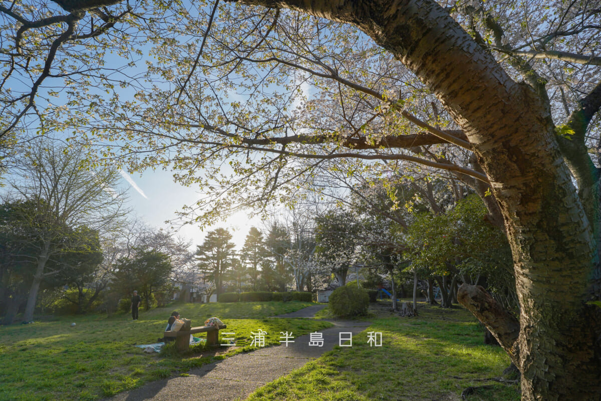 桜山中央公園・西日を浴びる桜並木沿いの芝生広場のオオシマザクラ(撮影日:2026.04.03)