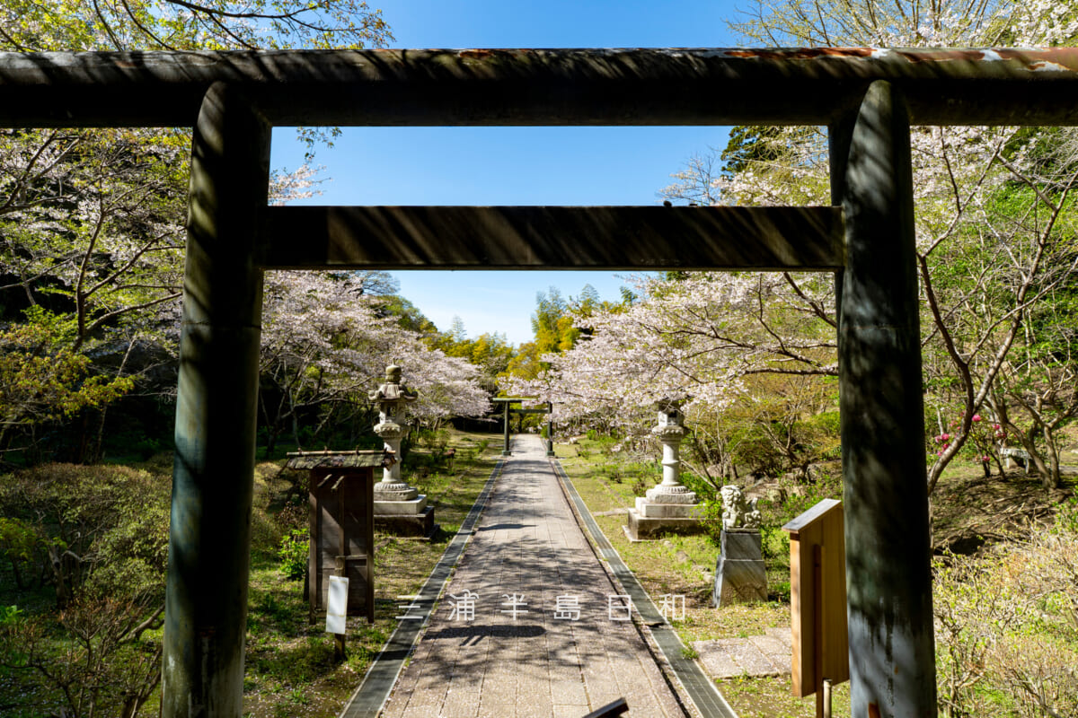 建長寺-半僧坊・鳥居裏より参道の桜並木を望む(撮影日:2026.04.03)