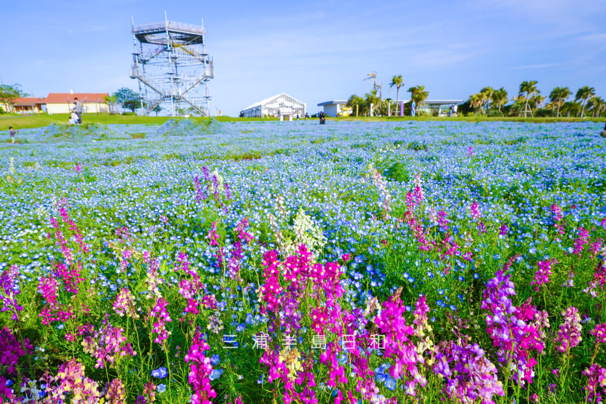 長井海の手公園 ソレイユの丘・ネモフィラとルピナス（撮影日：2026.04.28）