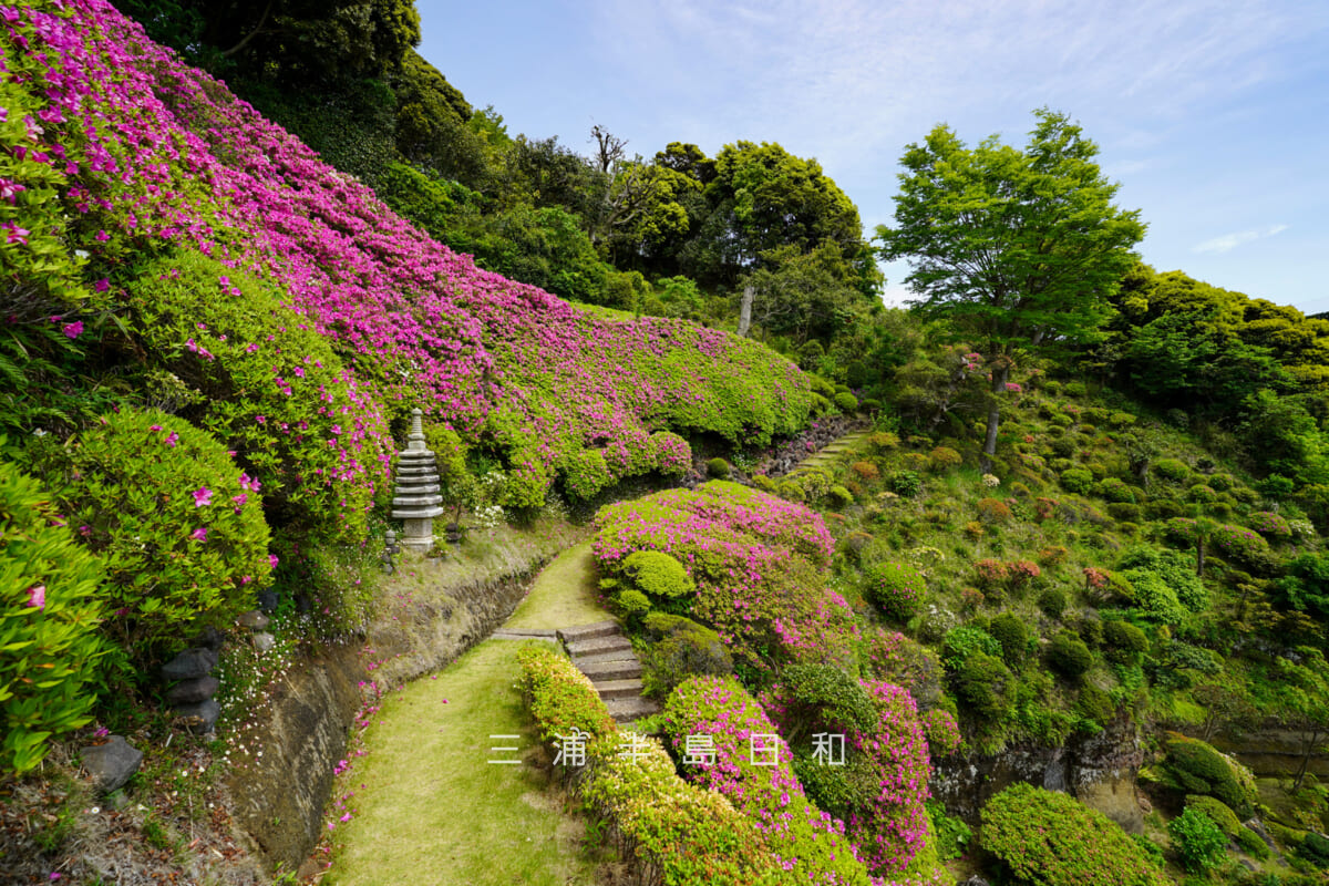 仏行寺・ツツジ庭園のオオムラサキツツジを斜面左側から望む（撮影日：2026.04.28）