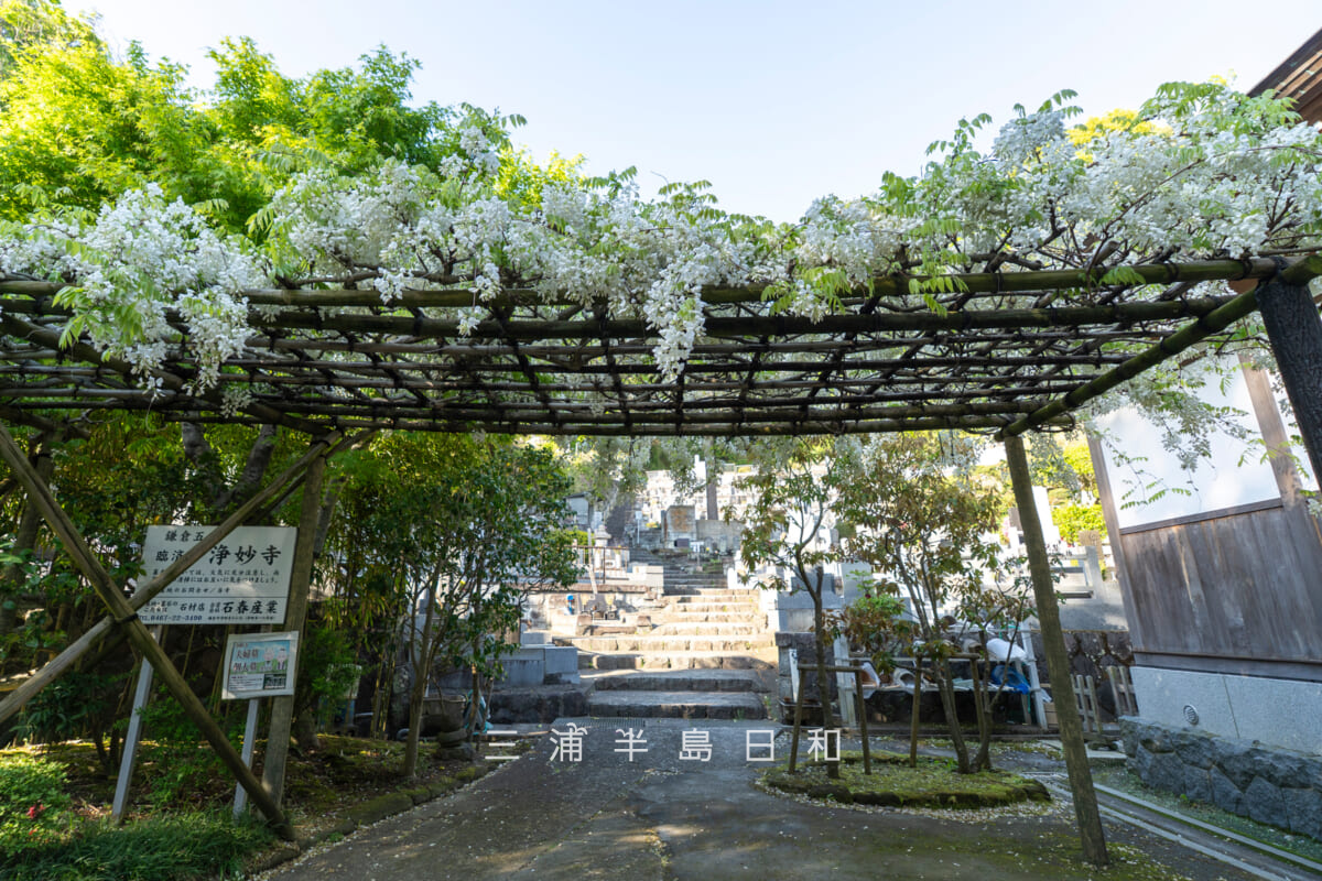 浄妙寺・本堂横の白藤の藤棚（撮影日：2026.04.16）