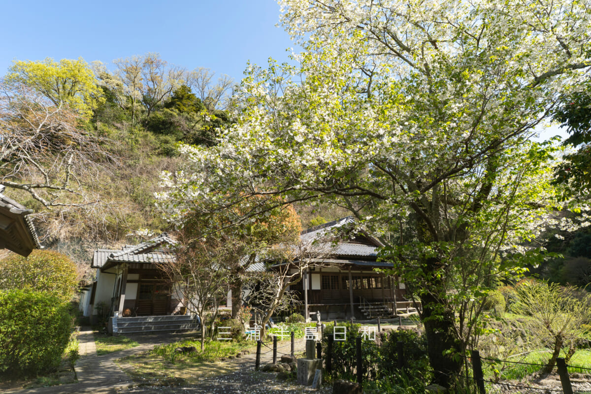建長寺-回春院・オオシマザクラ(撮影日:2026.04.03)