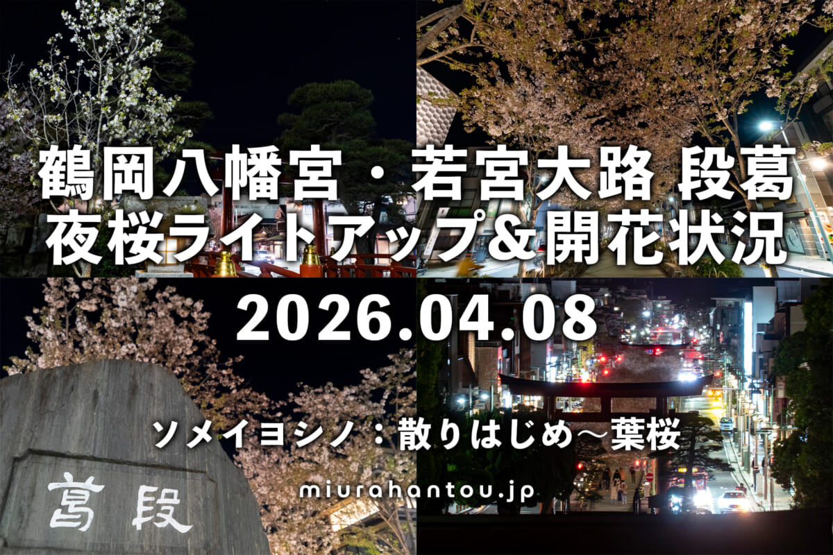 鶴岡八幡宮の夜桜・開花状況（撮影日：2026.04.08）