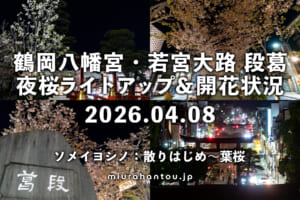 鶴岡八幡宮の夜桜・開花状況（撮影日：2026.04.08）