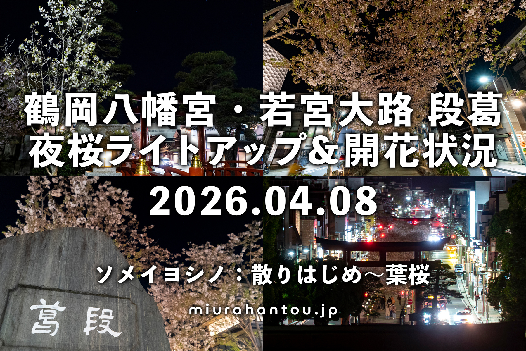 鶴岡八幡宮の夜桜・開花状況（撮影日：2026.04.08）