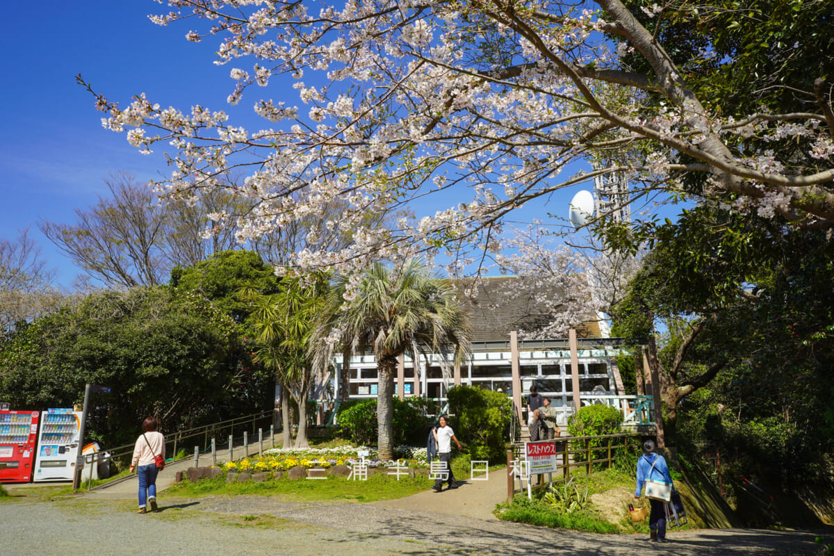 披露山公園・レストハウス近くの桜(撮影日:2026.04.03)