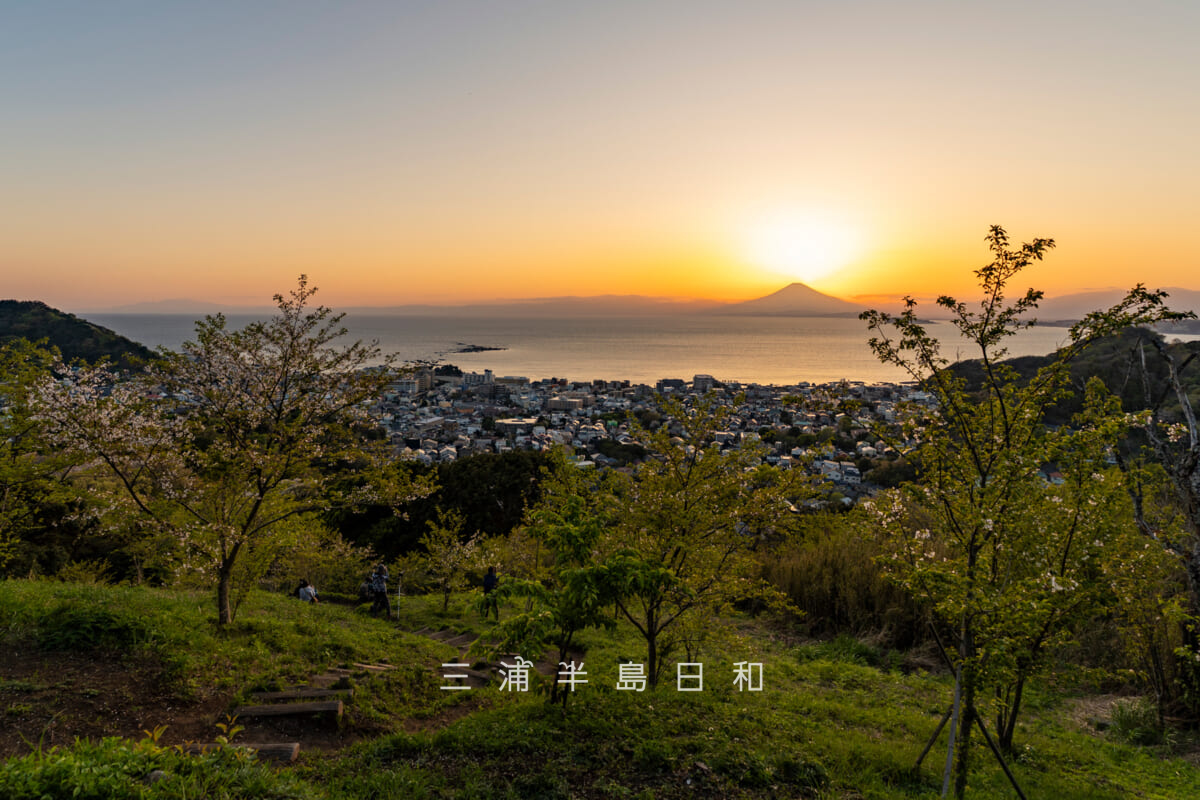 仙元山・山頂の桜の木と夕暮れの富士山（撮影日：2026.04.08）
