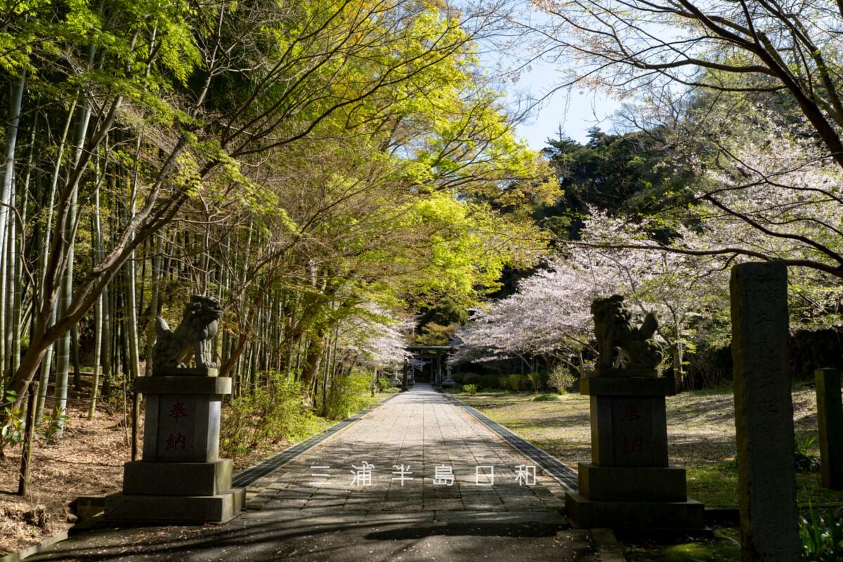 建長寺-半僧坊・春の参道入口(撮影日:2026.04.03)