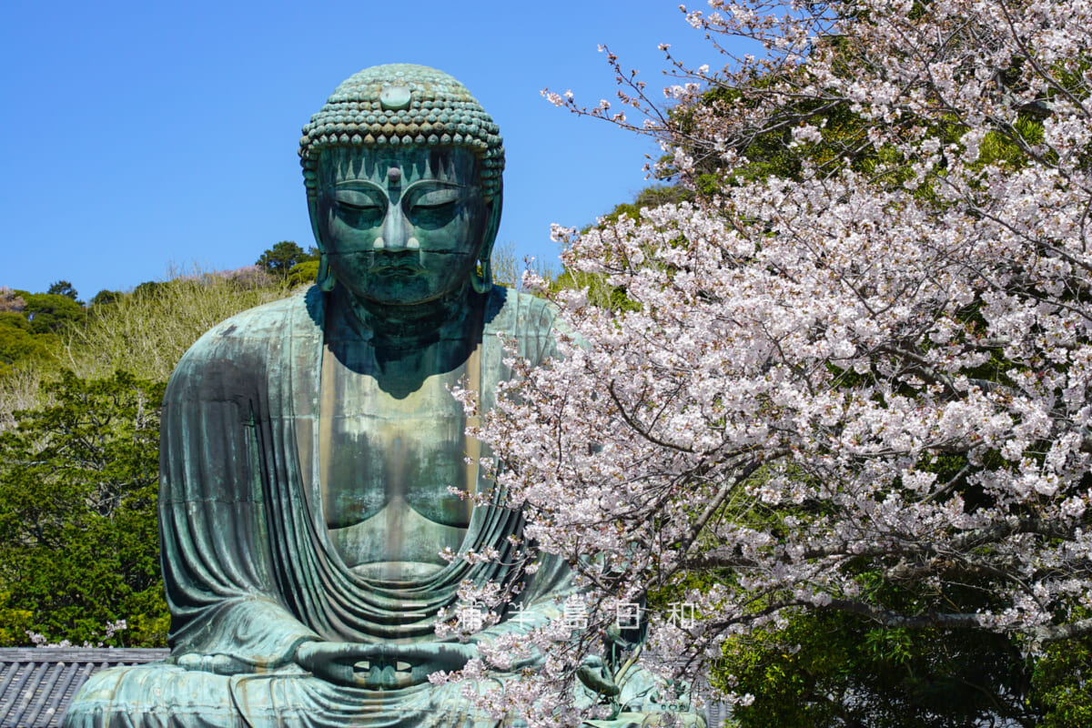 鎌倉大仏殿高徳院・大仏様と桜（撮影日：2026.04.03）
