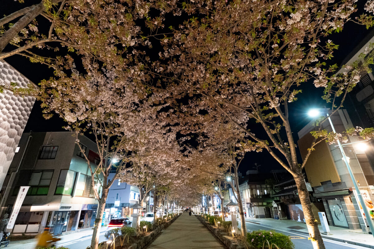鶴岡八幡宮-若宮大路・散りはじめの夜の段葛桜並木（撮影日：2026.04.08）