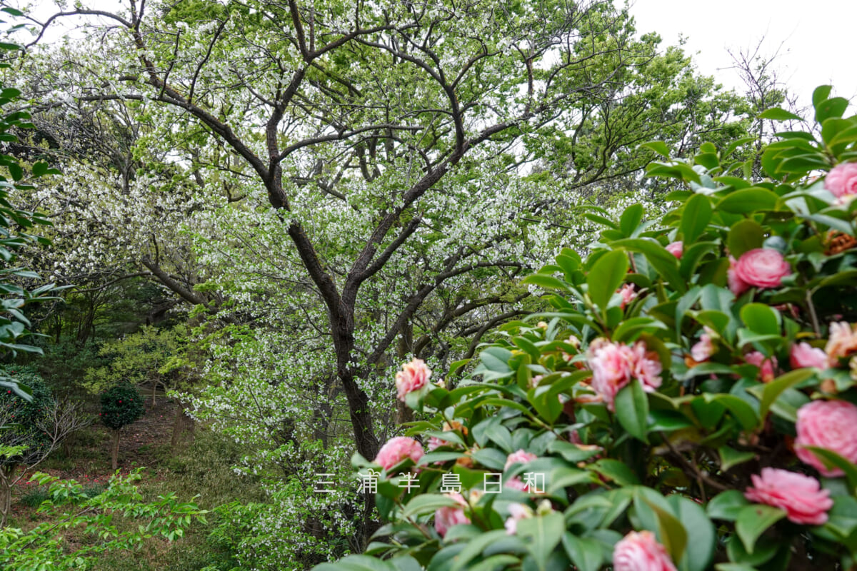 馬門山海軍墓地(横須賀海軍墓地)・園路沿いのオオシマザクラとツバキ(撮影日:2026.04.05)