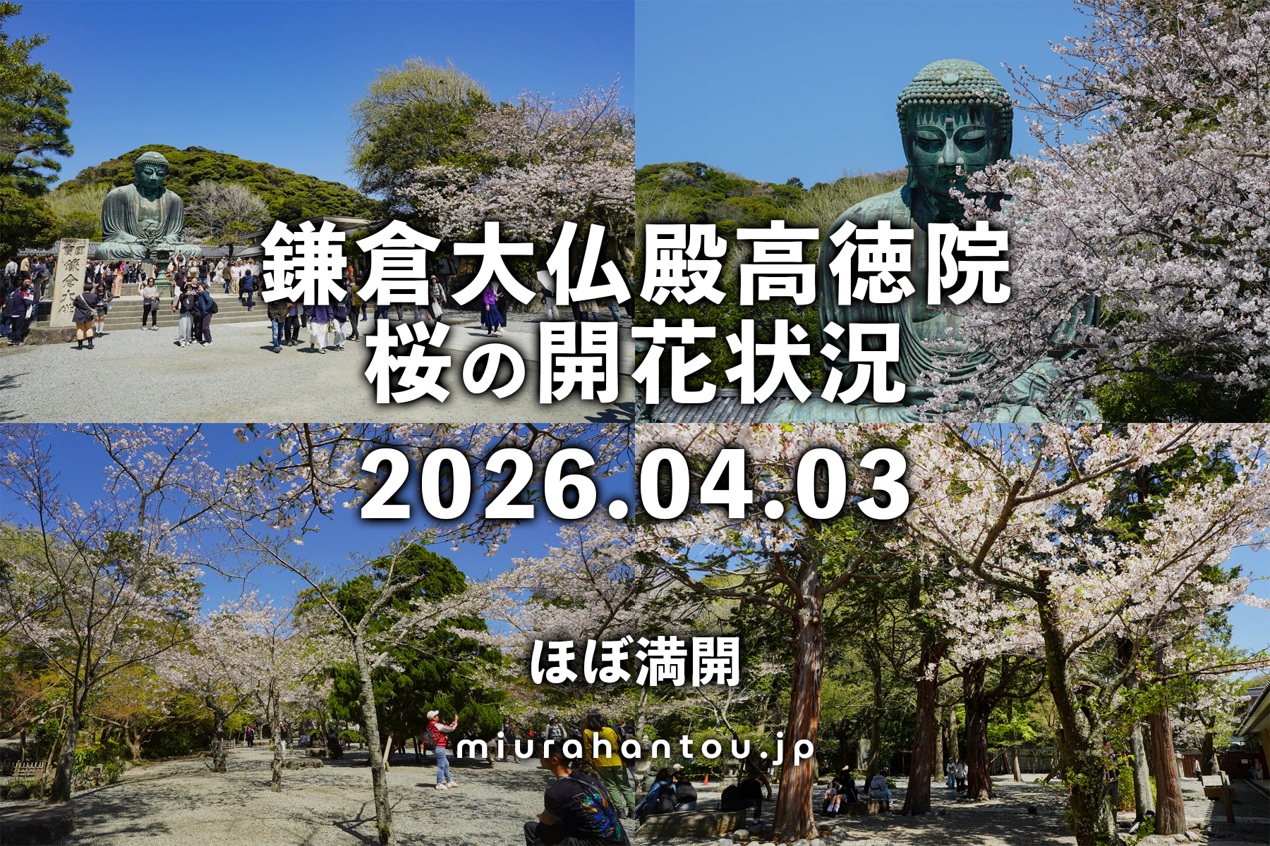 鎌倉大仏殿高徳院の桜・開花状況（撮影日：2026.04.03）