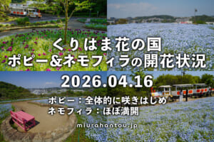 くりはま花の国のポピー＆ネモフィラ・開花状況（撮影日：2026.04.16）