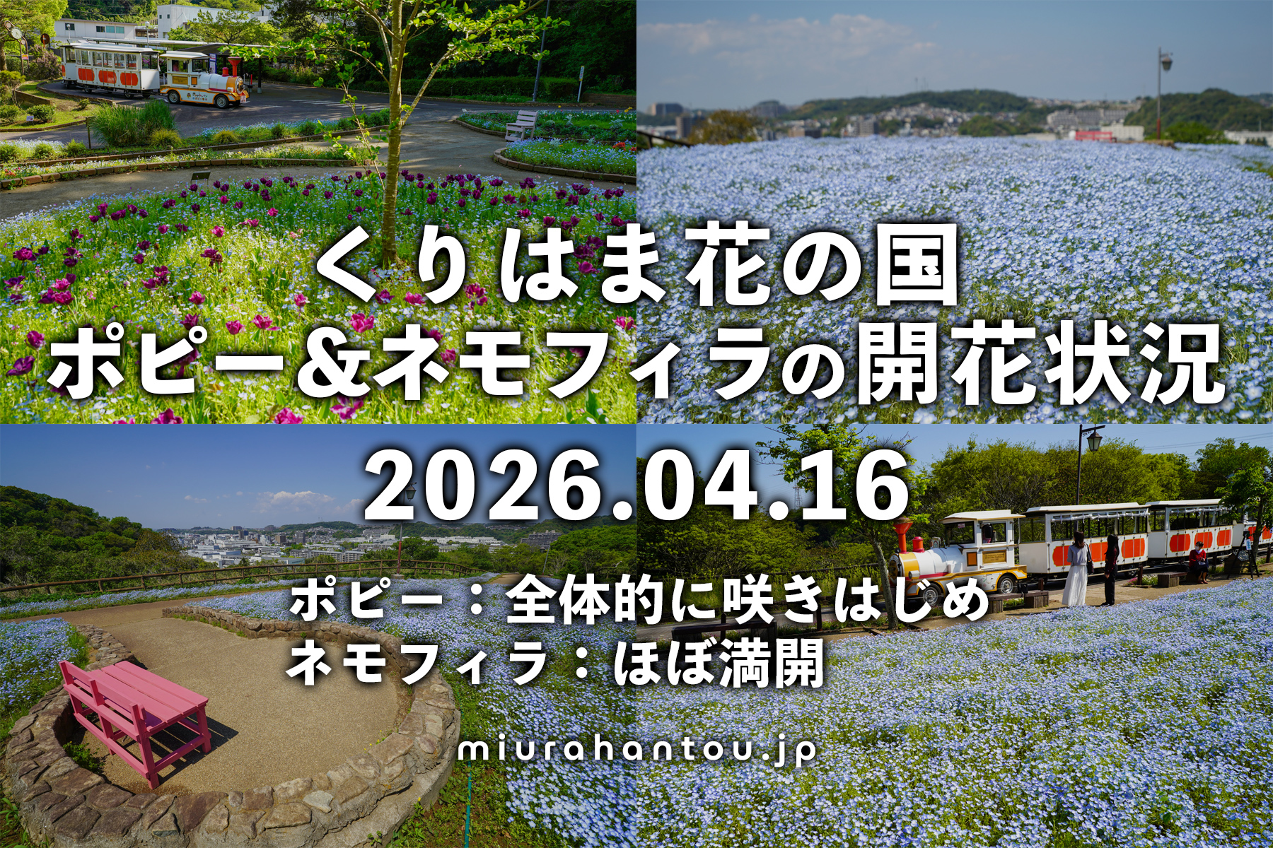 くりはま花の国のポピー＆ネモフィラ・開花状況（撮影日：2026.04.16）