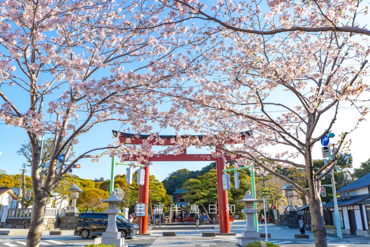 鶴岡八幡宮-若宮大路・三の鳥居前の段葛桜並木(撮影日:2026.04.03)