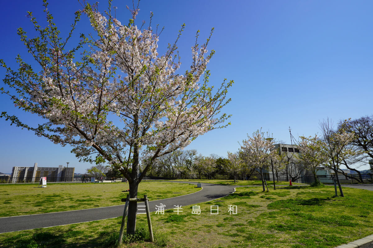平和中央公園・芝生広場（つどいの広場）の桜（撮影日：2026.04.08）