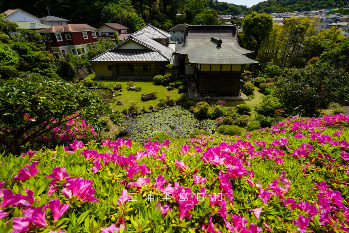 仏行寺・ツツジ庭園のオオムラサキツツジ越しに本堂裏を望む（撮影日：2026.04.28）