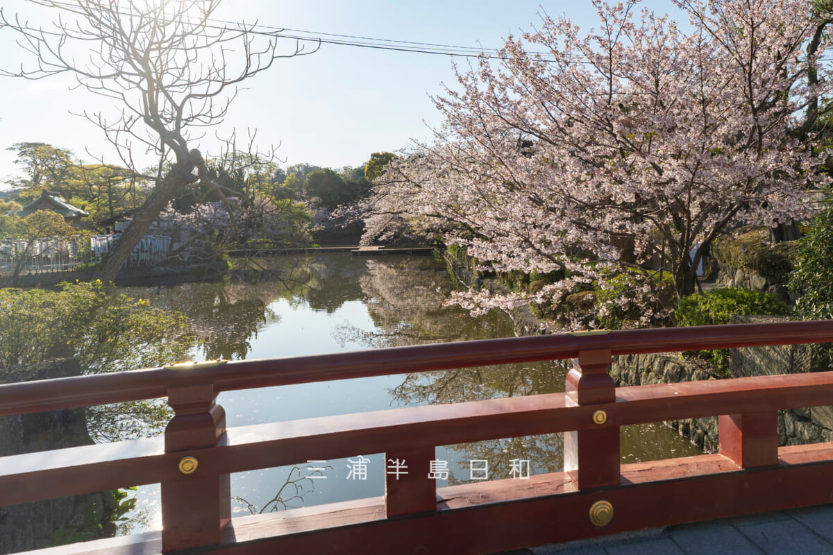 鶴岡八幡宮・早朝の源氏池ほとりの桜(撮影日:2026.04.03)