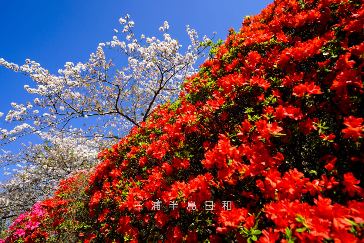 花の木公園・役場通りの桜とツツジの競演[アップ]（撮影日：2026.04.08）