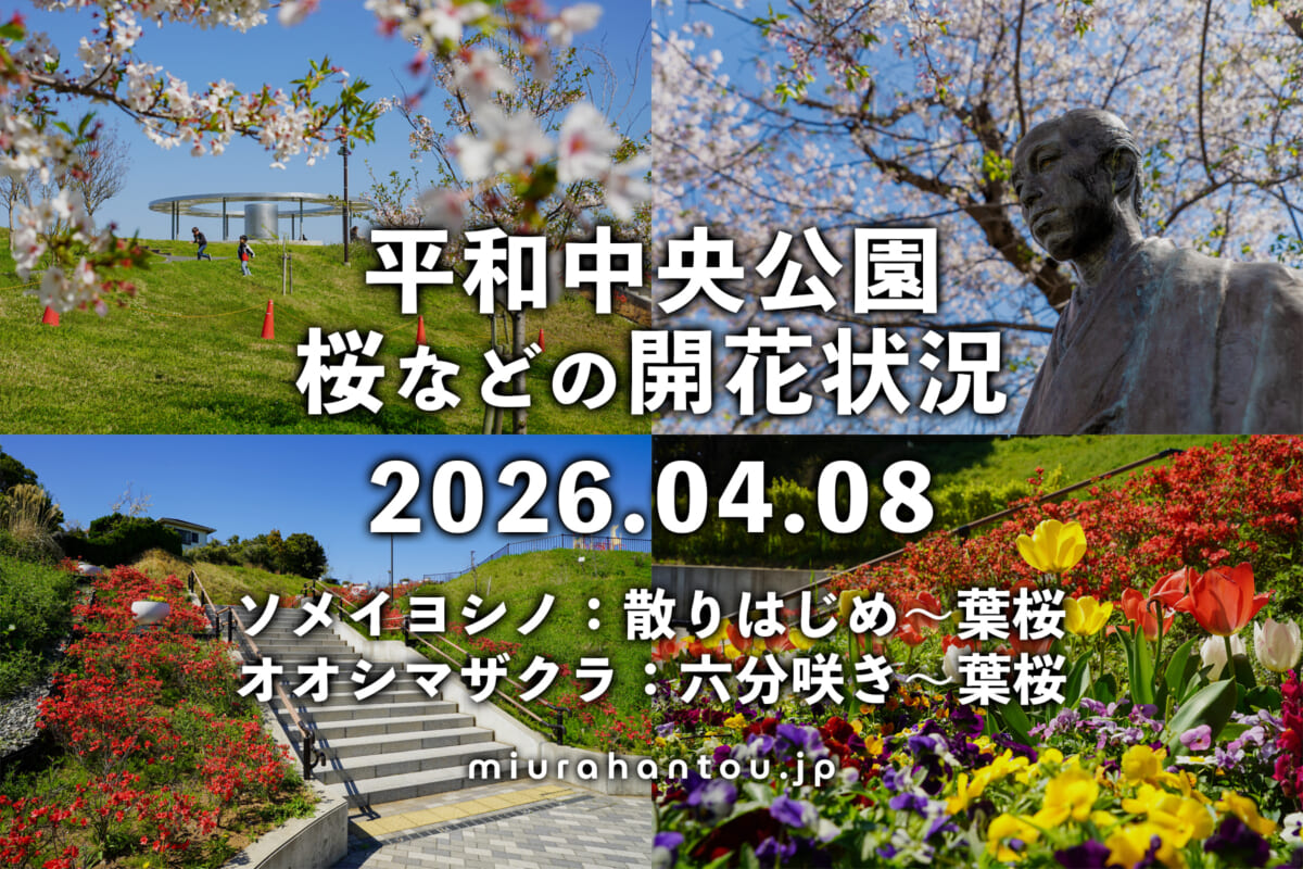 平和中央公園の桜・開花状況（撮影日：2026.04.08）
