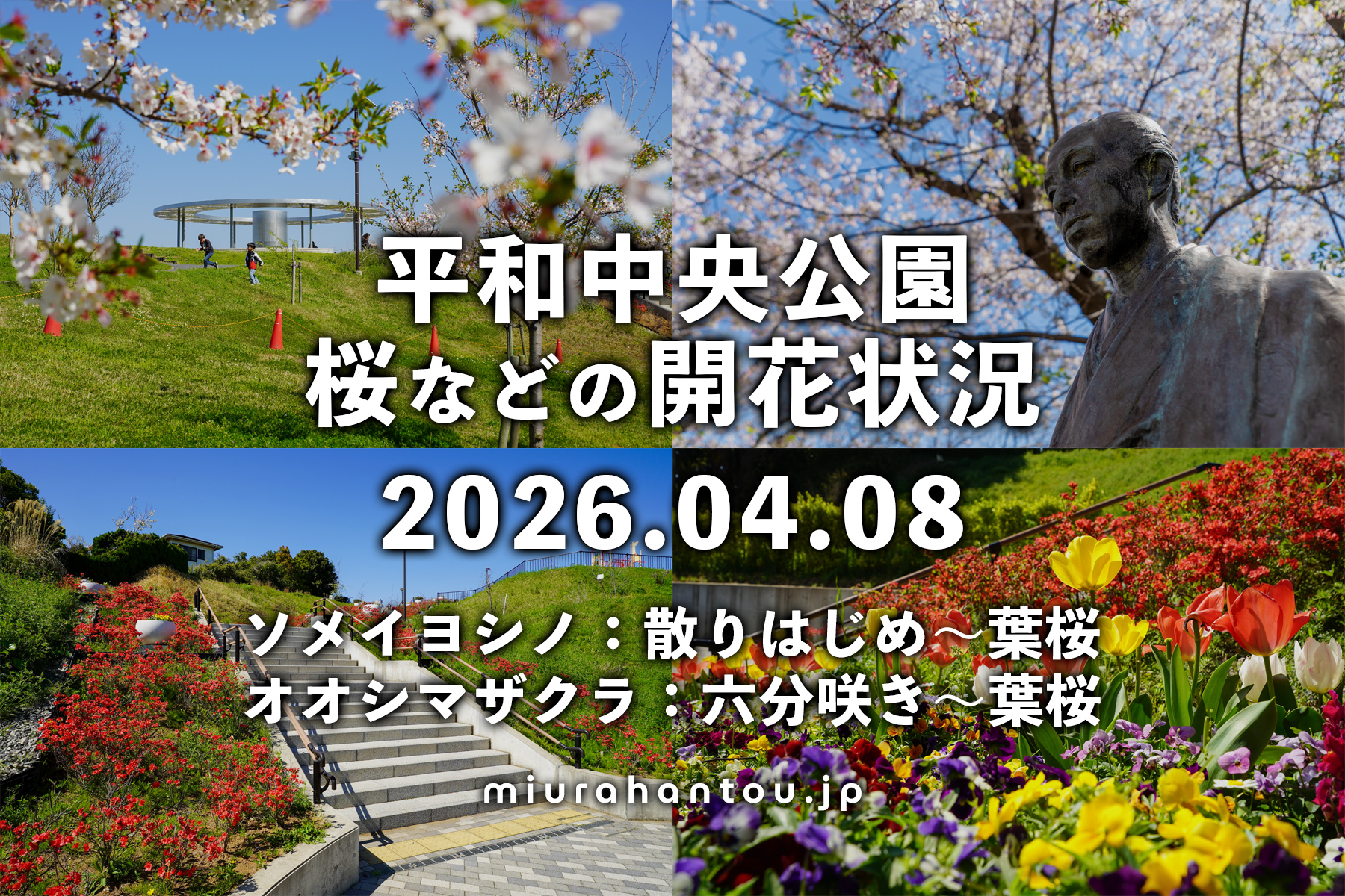 平和中央公園の桜・開花状況（撮影日：2026.04.08）