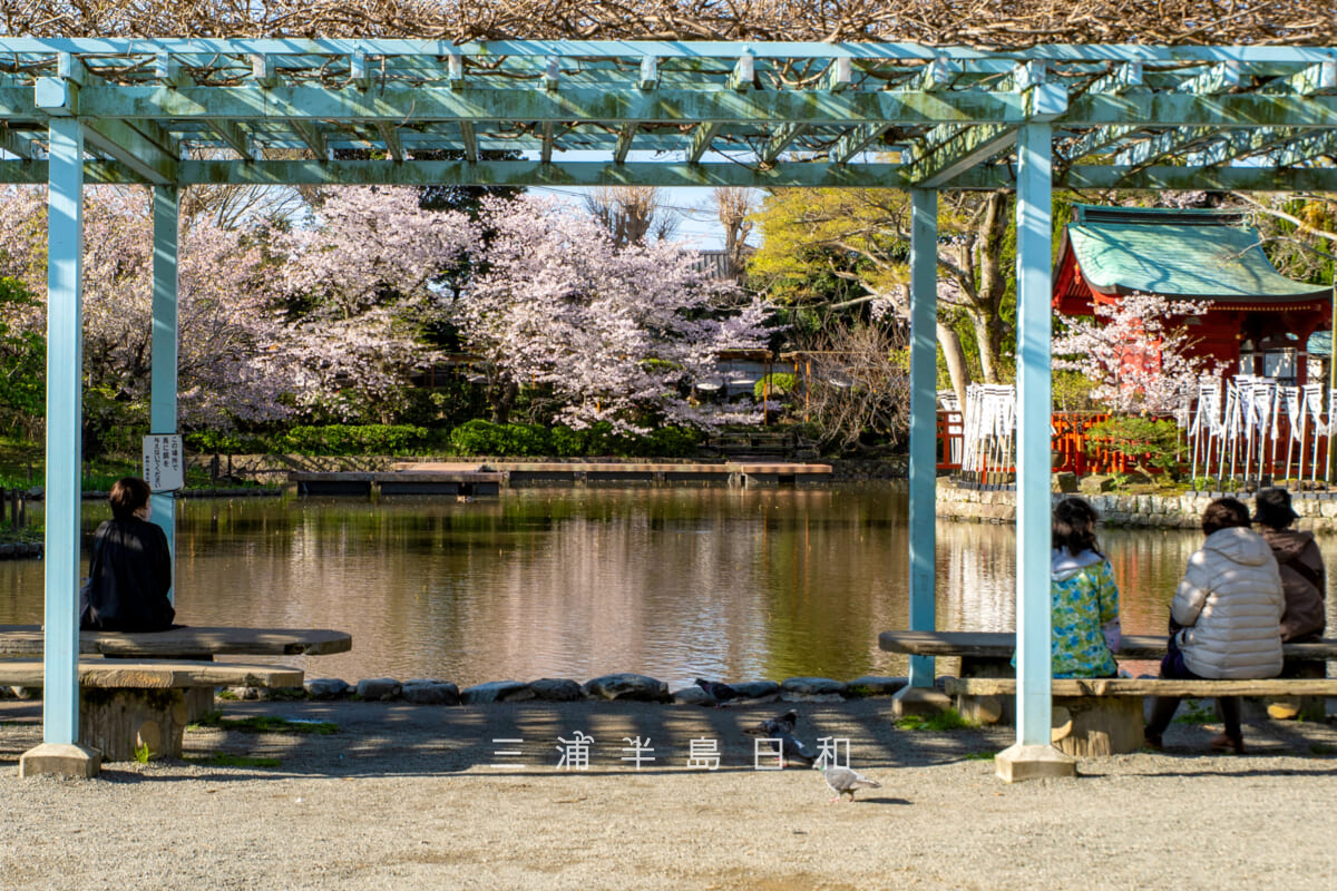 鶴岡八幡宮・源氏池ほとりのバーゴラ(藤棚)と桜(撮影日:2026.04.03)