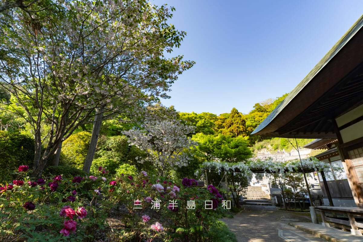 浄妙寺・本堂横の牡丹と鎌足桜、白藤（撮影日：2026.04.16）