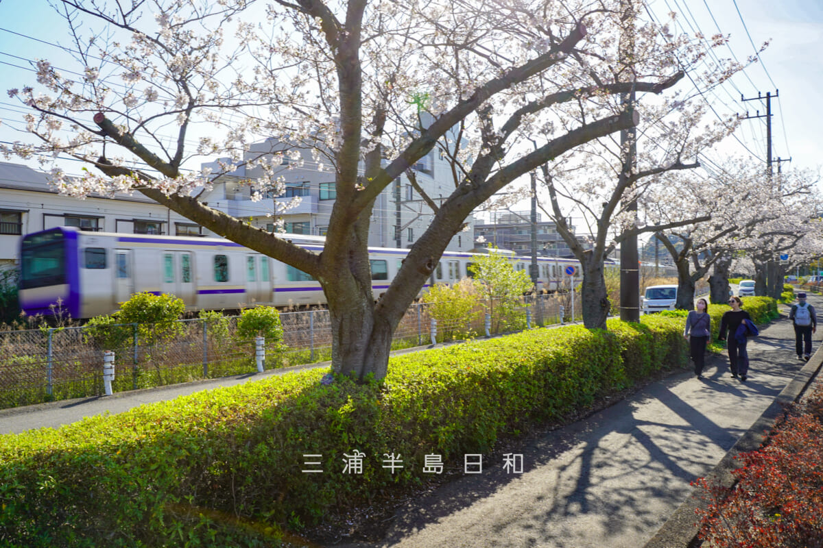 第一運動公園・JR横須賀線E235系電車と桜並木（撮影日：2026.04.03）
