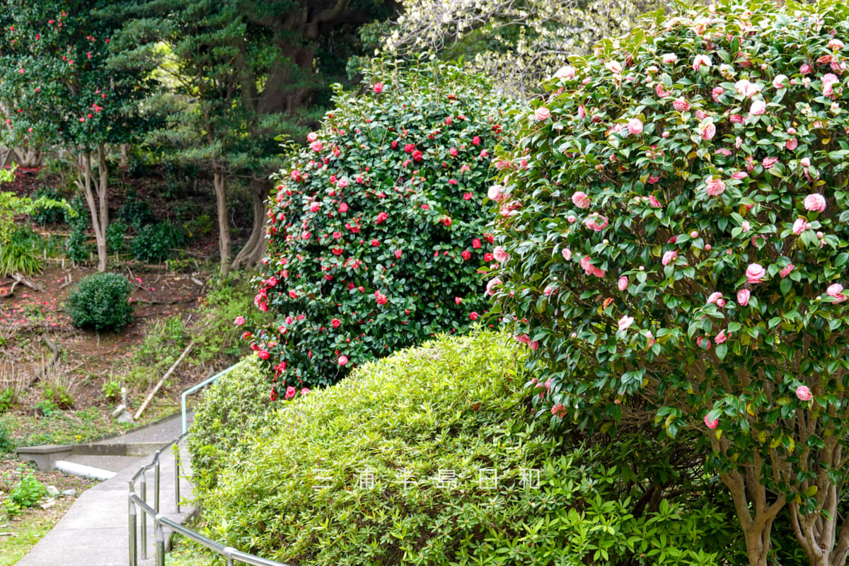 馬門山海軍墓地(横須賀海軍墓地)・園路沿いのツバキ(撮影日:2026.04.05)