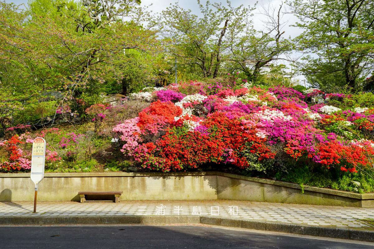 花の木公園・見ごろを迎えた役場通りのツツジ(撮影日:2026.04.14)