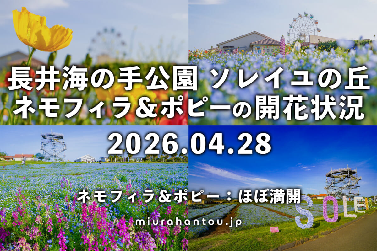 長井海の手公園 ソレイユの丘のネモフィラ＆ポピー・開花状況（撮影日：2026.04.28）